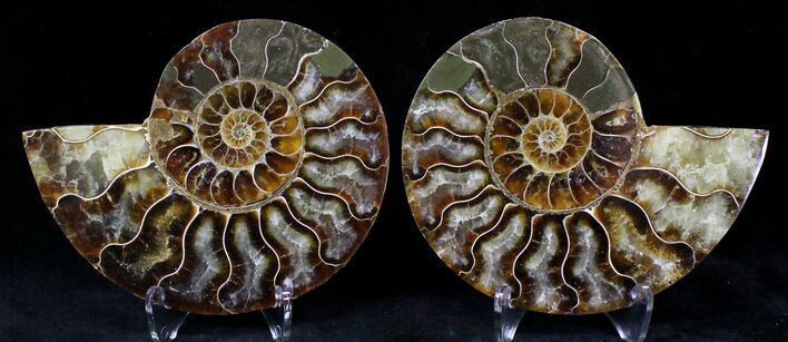 Polished Ammonite Pair - Million Years #21263